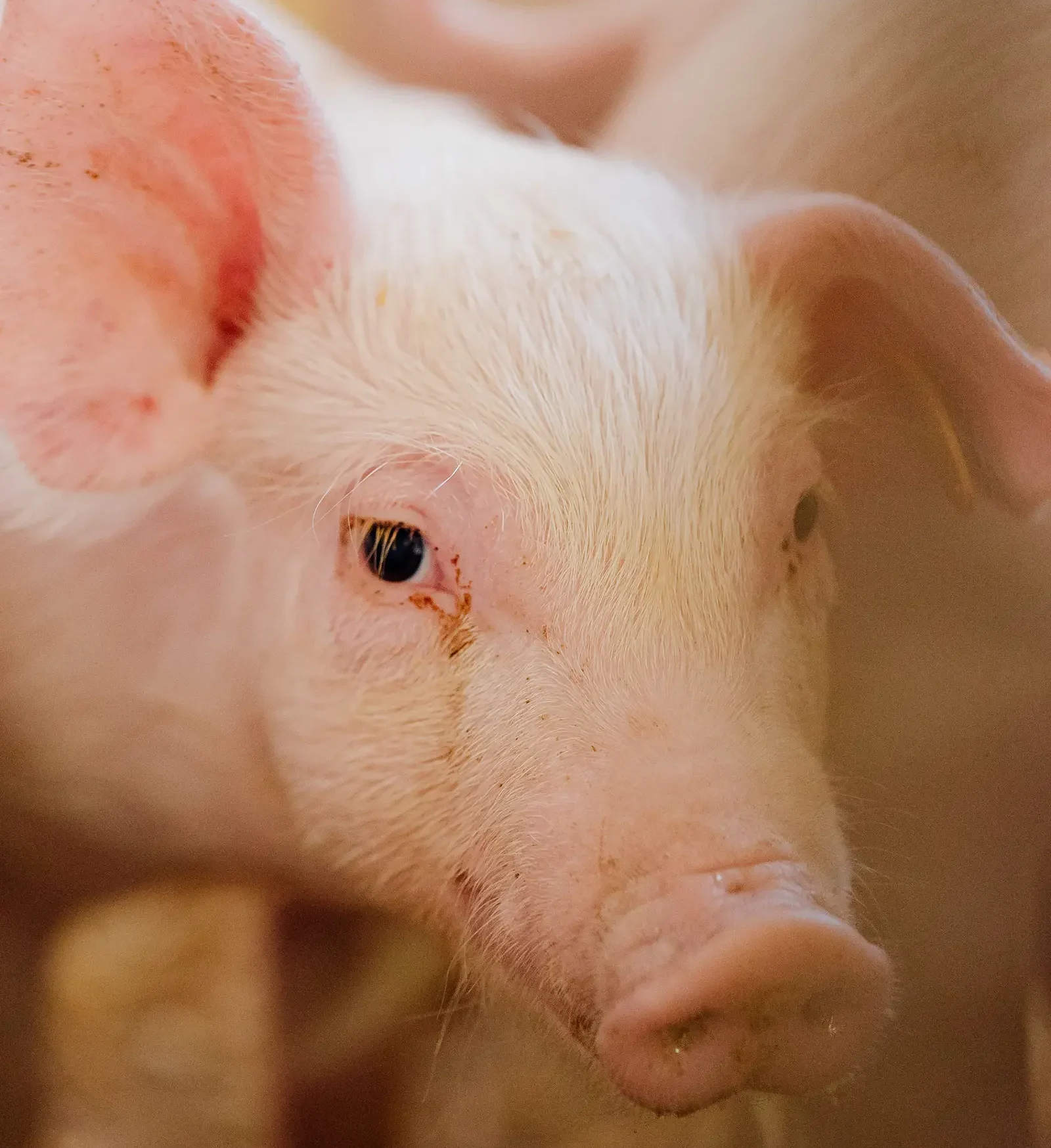 Ethical Farming